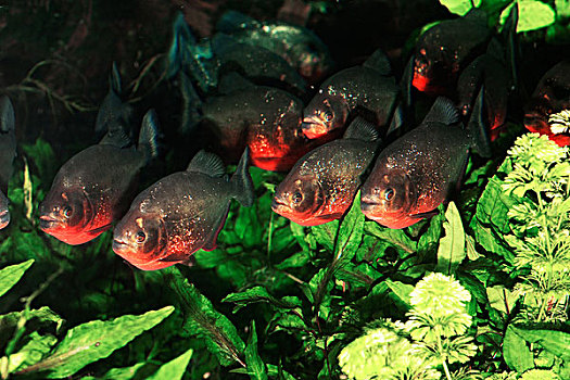 红色,水虎鱼,群,游动,水生植物