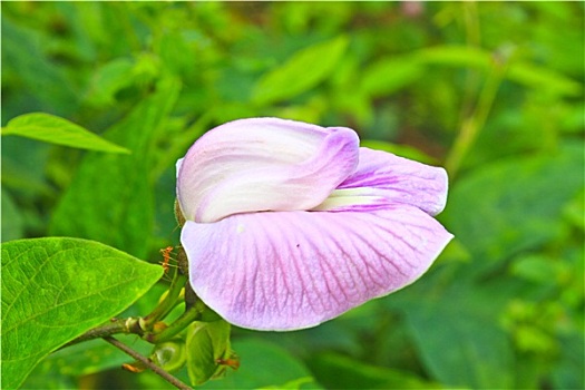 豌豆,花,蝴蝶