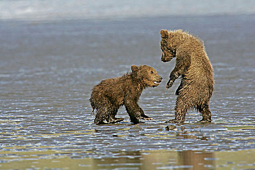 美国,阿拉斯加,克拉克湖,国家公园,沿岸,大灰熊
