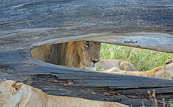 狮子,看穿,树干,马赛马拉国家保护区,肯尼亚,非洲