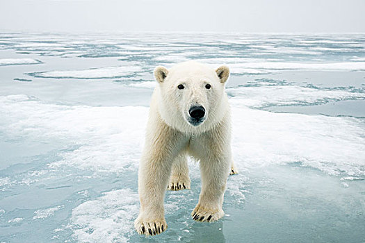 挪威,斯瓦尔巴群岛,斯匹次卑尔根岛,北极熊,好奇,成年,旅行,海冰,寻找,海豹