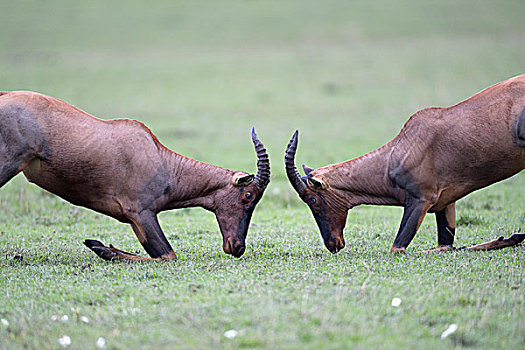 争斗,雄性,跪着,马赛马拉国家保护区,肯尼亚,非洲