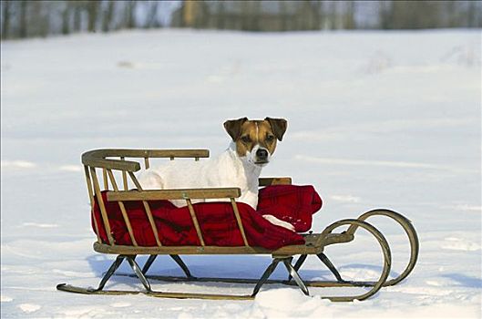 杰克罗素狗,梗犬,狗,雪撬,雪地