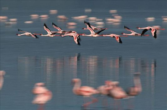 小红鹳,纳库鲁湖,纳库鲁湖国家公园,肯尼亚