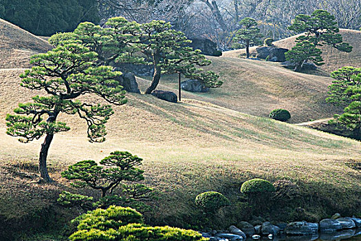 松属,树,倾斜,山坡,花园,熊本,日本