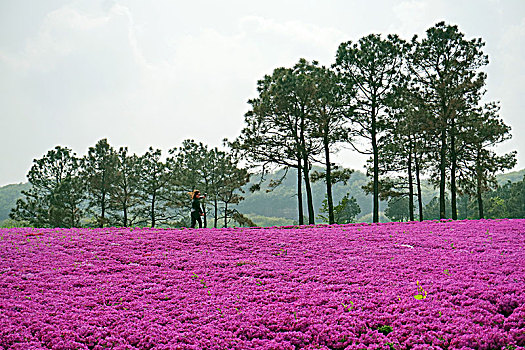 芝樱小镇风光