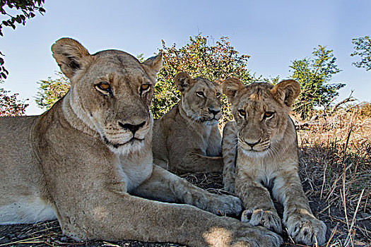 非洲,博茨瓦纳,乔贝国家公园,广角,雌狮,幼兽,狮子,休息,靠近,遥远,摄影,刺槐,萨维提,湿地