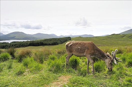 赤鹿,鹿属,鹿,苏格兰高地,格兰扁区,山峦,苏格兰,英国