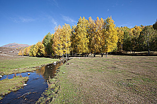 新疆阿勒泰喀纳斯秋天白桦树林