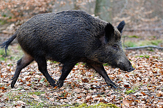 野猪,雌性,跑,北莱茵威斯特伐利亚,德国,欧洲