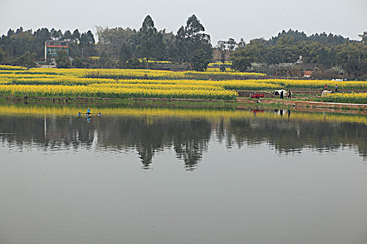 油菜花田