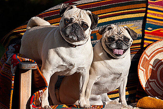 美国,新墨西哥,两个,哈巴狗,一起,西南部,毯子