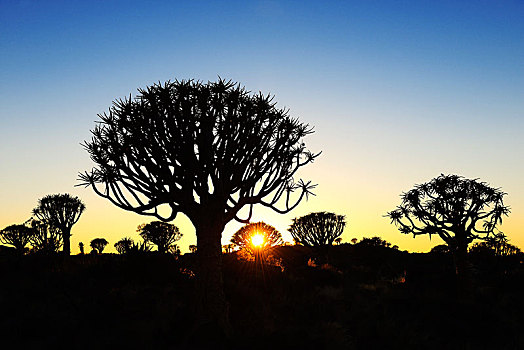 抖树,树林,剪影,日落,基特曼斯胡普,纳米比亚,非洲