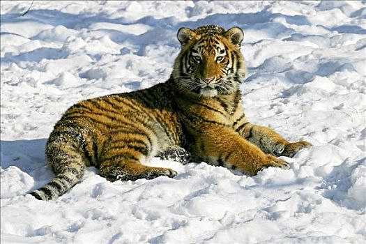 年轻,西伯利亚,虎,东北虎,雪中