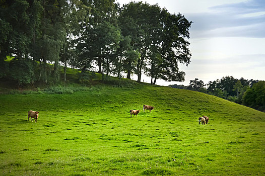 褐色,母牛,草地