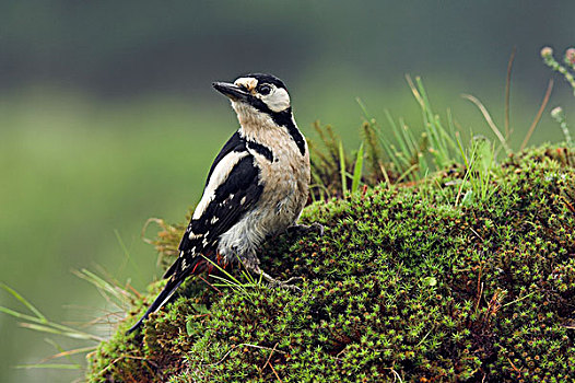 大斑啄木鸟,荷兰