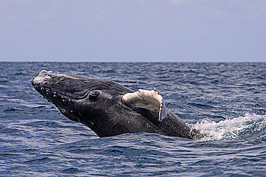 驼背鲸,银,堤岸,多米尼加共和国,北美