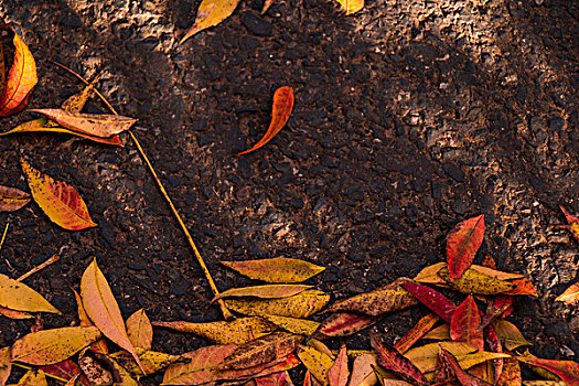 秋天的下午黄色的树叶落满地面