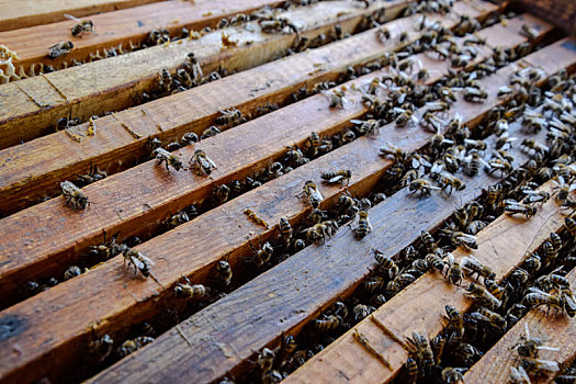 打开,蜂窝,木板,蜜蜂,爬行