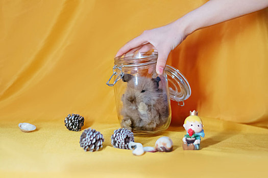 罐子里的小兔兔