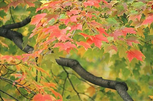 红叶,树上,秋天,特写
