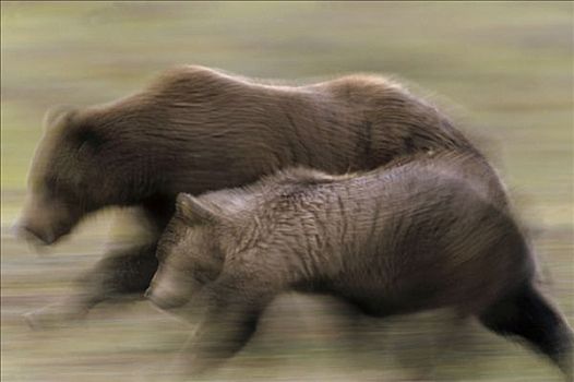 大灰熊,棕熊,母熊,一岁,幼兽,苔原,德纳利国家公园和自然保护区,阿拉斯加