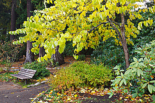 秋色,晶莹,春天,杜鹃花属植物,花园,波特兰,俄勒冈,美国