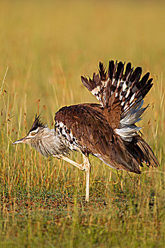 男性的,灰颈鹭鸨,鹭科里,显示的羽毛,马赛玛拉国家保护区,肯尼亚,非洲
