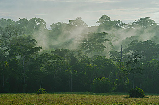 雾,上方,林中空地,雨林,国家公园,东方,区域,喀麦隆,非洲