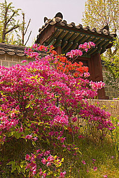 粉色,红色,杜鹃花,传统,墙壁,大门,德寿宫,复杂,首尔,韩国