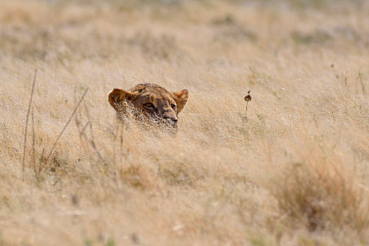 非洲狮,狮子,幼兽,雄性,卧,干草,警惕,埃托沙国家公园,纳米比亚,非洲