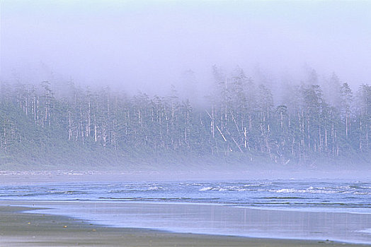 海滩,树,背景,长滩,环太平洋国家公园,自然保护区,温哥华岛,不列颠哥伦比亚省,加拿大