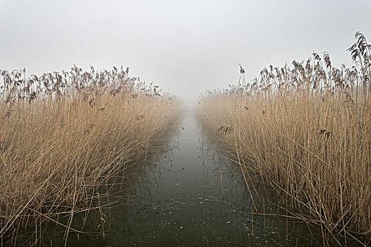 普通,芦苇,雾气,湿地,岛,英格兰,英国,欧洲