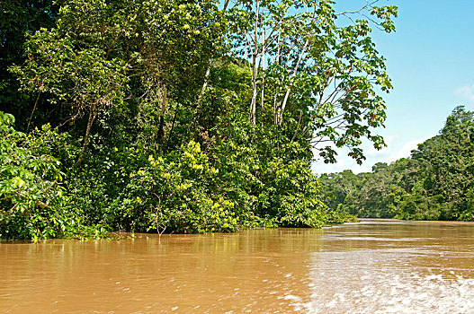 雨林,植被,河,国家公园,厄瓜多尔,南美