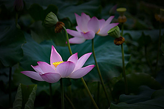 荷花,荷塘,2017秋荷－接天蓮葉無窮碧,映日荷花別樣紅