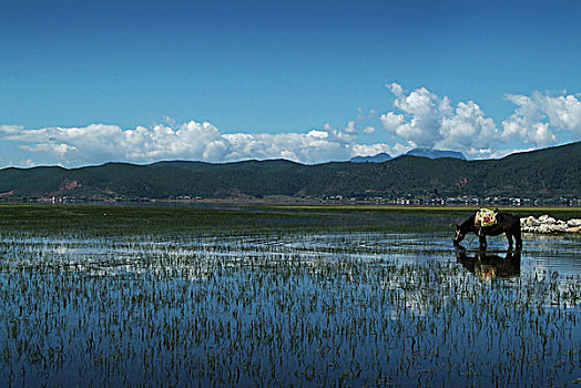 丽江拉市海