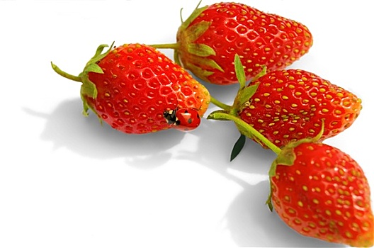 瓢虫,草莓