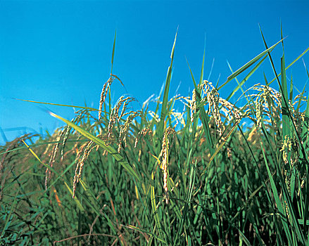 中国农作物水稻