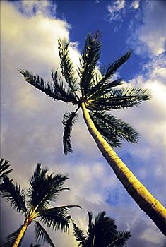 高,棕榈树,阴天,下午,亮光,仰视