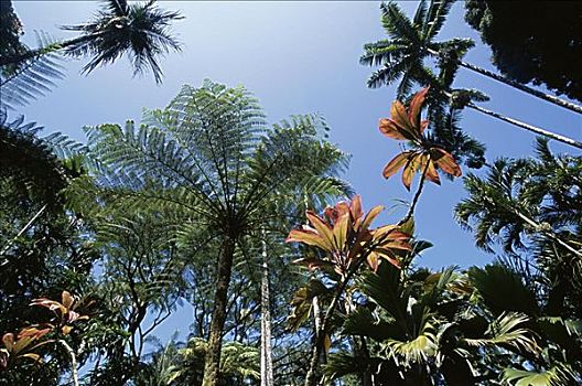 夏威夷热带植物园