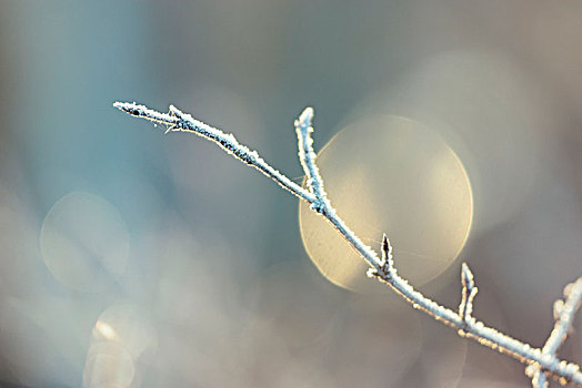 冬季风景,冰,霜,太阳,十二月