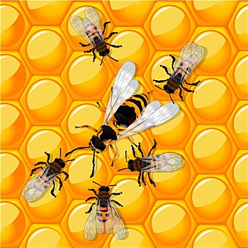 蜜蜂,黄蜂