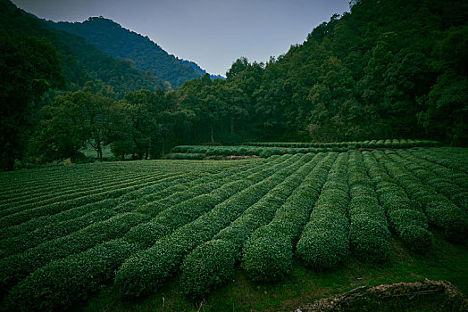 梅家坞茶园