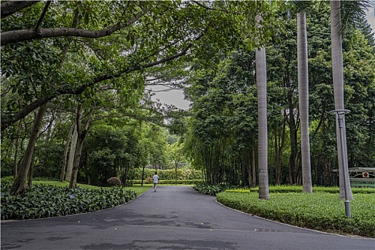 羊城广州夏天天河公园绿树成荫,林荫大道