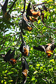 栖息在喹波挽卡寺庙内的大蝙蝠
