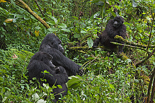 山地大猩猩,大猩猩,家庭,国家,卢旺达