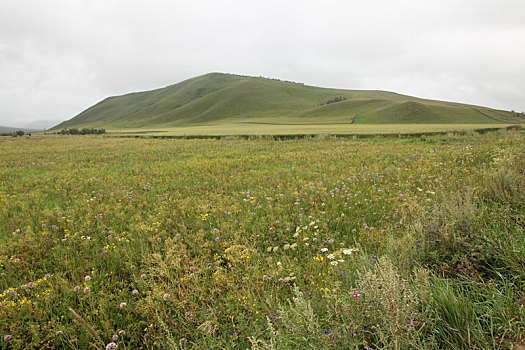 山峦与野生花卉