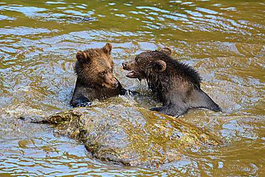 欧洲,棕熊,幼兽,争斗,水塘,巴伐利亚,德国