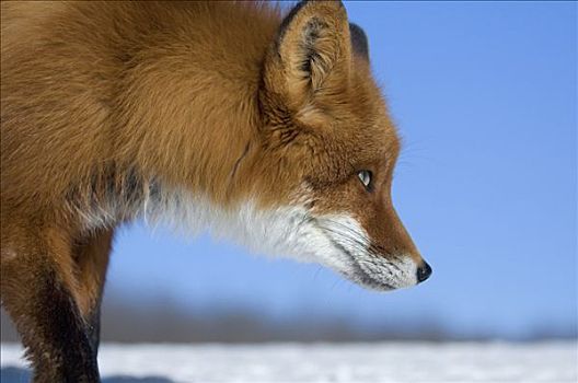 红狐,狐属,侧面,堪察加半岛,俄罗斯