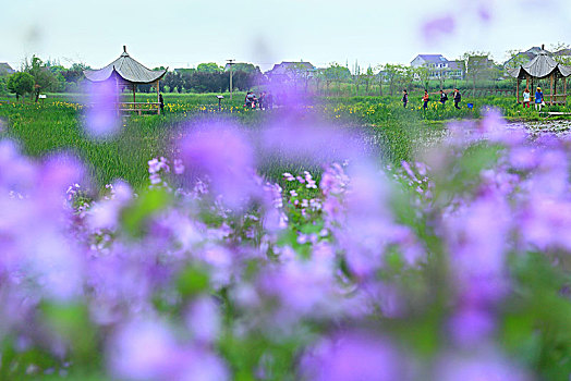 油菜花,田园